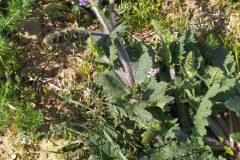 Salvia verbenaca_Merce Vallicrosa CC BY-NC