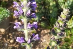 Salvia verbenaca_Merce Vallicrosa CC BY-NC