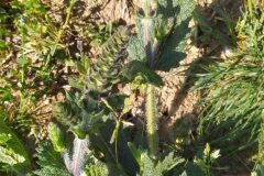 Salvia verbenaca_Merce Vallicrosa CC BY-NC