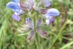 Salvia verbenaca_Neus Julia CC BY-SA
