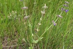 Salvia verbenaca_Neus Julia CC BY-SA