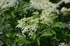 Sambucus ebulus_Alexandra Perandones