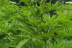 Sambucus ebulus_Merce Vallicrosa CC BY-NC