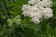 Sambucus ebulus_Merce Vallicrosa CC BY-NC