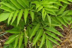 Sambucus ebulus_Merce Vallicrosa CC BY-NC