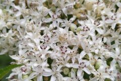 Sambucus ebulus_Merce Vallicrosa CC BY-NC