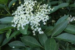 Sambucus nigra nigra_Alfredo Rivera CC BY-NC