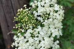 Sambucus nigra nigra_Jordi Bassi