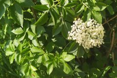 Sambucus nigra nigra_Merce Vallicrosa CC BY-NC