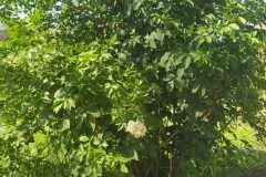 Sambucus nigra nigra_Merce Vallicrosa CC BY-NC