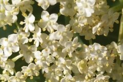 Sambucus nigra nigra_Merce Vallicrosa CC BY-NC