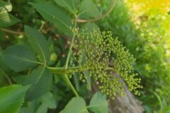 Sambucus nigra nigra_Merce Vallicrosa CC BY-NC