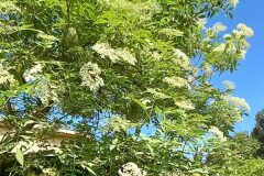 Sambucus nigra nigra_Neus Julia CC BY-SA