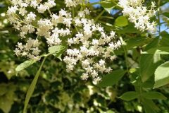 Sambucus nigra nigra_Neus Julia CC BY-SA