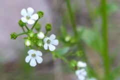 Samolus valerandi_Merce Vallicrosa CC BY-NC