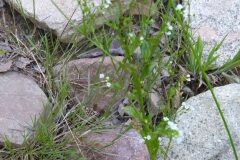 Samolus valerandi_Merce Vallicrosa CC BY-NC