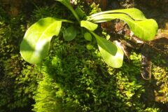 Samolus valerandi_Merce Vallicrosa CC BY-NC