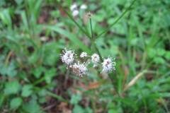 Sanicula europaea_Jordi Puyuelo