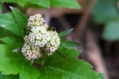 Sanicula europaea_Merce Vallicrosa CC BY-NC