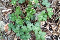 Sanicula europaea_Merce Vallicrosa CC BY-NC