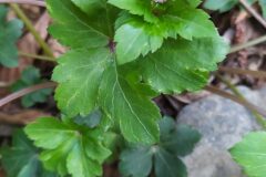 Sanicula europaea_Merce Vallicrosa CC BY-NC