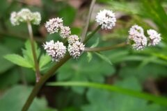 Sanicula europaea_Merce Vallicrosa CC BY-NC