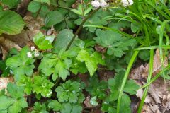 Sanicula europaea_Merce Vallicrosa CC BY-NC