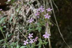 Saponaria ocymoides_Joan Garcia CC BY-NC