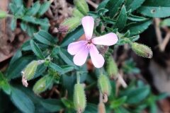 Saponaria ocymoides_Joaquim Reberte CC BY-NC