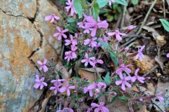 Saponaria ocymoides_Jordi Bassols CC BY-NC SA