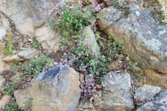 Saponaria ocymoides_Jordi Bassols CC BY-NC SA