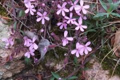 Saponaria ocymoides_Merce Vallicrosa CC BY-NC