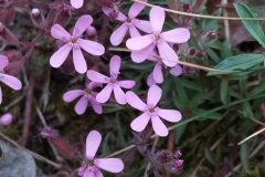 Saponaria ocymoides_Merce Vallicrosa CC BY-NC