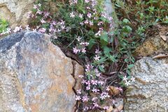 Saponaria ocymoides_Merce Vallicrosa CC BY-NC