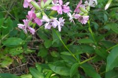 Saponaria officinalis_Carles Rodriguez CC BY-NC