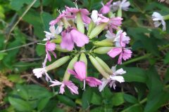 Saponaria officinalis_Carles Rodriguez CC BY-NC