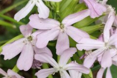 Saponaria officinalis_Isabel Gallen CC BY-NC