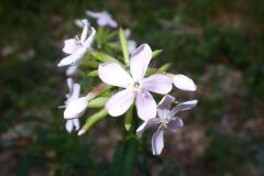 Saponaria officinalis_Joanjo Garcia CC BY-NC