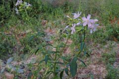 Saponaria officinalis_Joanjo Garcia CC BY-NC