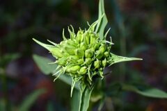 Saponaria officinalis_Joanjo Garcia CC BY-NC