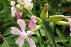 Saponaria officinalis_Merce Vallicrosa CC BY-NC
