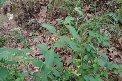 Saponaria officinalis_Merce Vallicrosa CC BY-NC