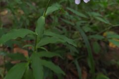 Saponaria officinalis_Merce Vallicrosa CC BY-NC