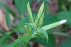 Saponaria officinalis_Merce Vallicrosa CC BY-NC