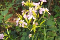 Saponaria officinalis_Merce Vallicrosa CC BY-NC