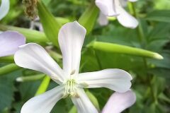Saponaria officinalis_Neus Julia CC BY-SA
