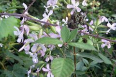 Saponaria officinalis_Neus Julia CC BY-SA