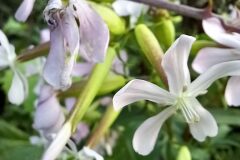 Saponaria officinalis_Neus Julia CC BY-SA