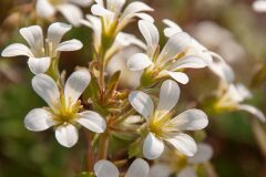 Saxifraga genesiana_Joaquim Reberte