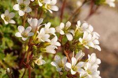 Saxifraga genesiana_Joaquim Reberte